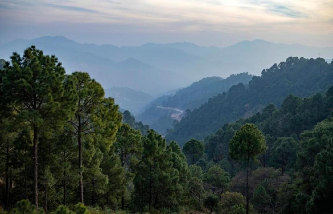 The Heritage Home Kasauli I Pine View Serviced Villa I Best Seller I Vacations I Family Events I Sky Bonfire I Kasauli By Exotic Stays 외부 사진